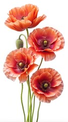 Fototapeta premium Vibrant orange poppy flowers isolated on detailed