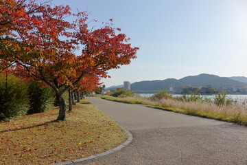 Fototapeta premium 瀬田川沿いの公園の紅葉と落葉