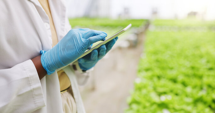 Hands, tablet and scientist in greenhouse for inspection, scroll or vegetables for growth. Person, agriculture and sustainability with tech, check application and agro research with gmo leafy greens