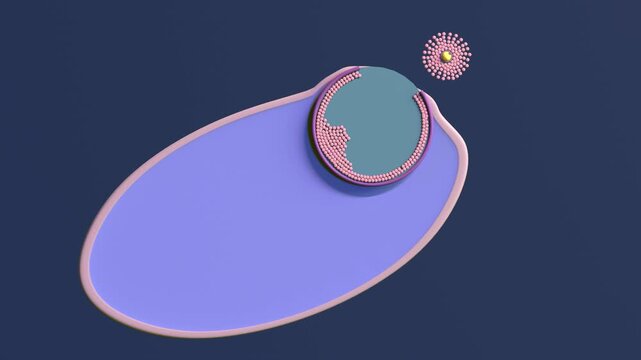 The release of an egg from the ovary. Ovulation.