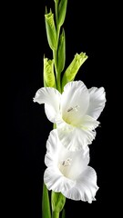 Obraz premium A pristine white flower on a slender green stem set against a deep black backdrop, its delicate petals beautifully displayed