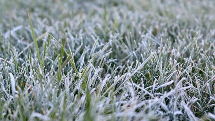 Low-angle, wide close-up of a lawn covered in a dense layer of white hoarfrost and ice crystals, with green grass blades partially visible, conveying a wintery or cold morning scene.