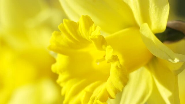 Yellow Daffodil flowers blooming flourishing on natural background, 4k