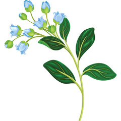 Delicate Blue Bell Flowers with Green Leaves on a Stem Isolated on a White Background Featuring a Transparent Overlay for Design Versatility