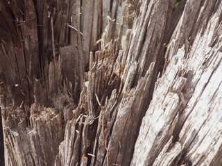 Roadside tree texture for environmental background
