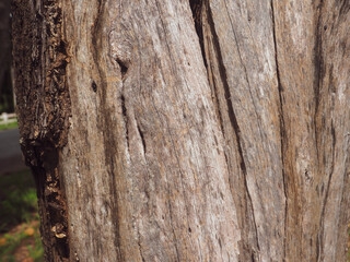 Roadside tree texture for environmental background
