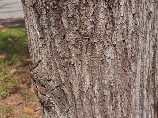 Roadside tree texture for environmental background