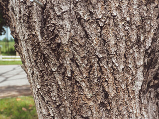 Roadside tree texture for environmental background