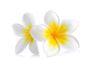 Two white and yellow flowers in a studio shot on a bright white surface