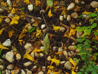 Yellow flowers fall on the ground in the rainy season in the backyard for a peaceful background nearby.