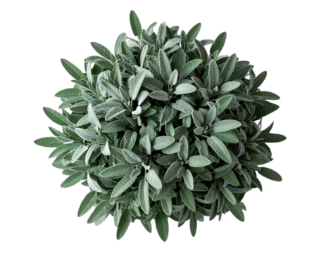 Minimalist Overhead Cluster of Sagebrush Shrub Isolated on Transparent Background