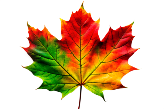Vibrant Single Maple Leaf with Fall Colors Isolated on transparent Background