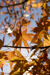 beautiful yellowing maple in the autumn of the year in the park, the details of the red-tinged maple foliage during leaf fall in sunny weather