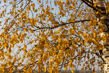 beautiful autumn birch foliage against a blue sky background in autumn weather, blue bright sky and bright beautiful orange or yellow birch foliage during autumn leaf fall