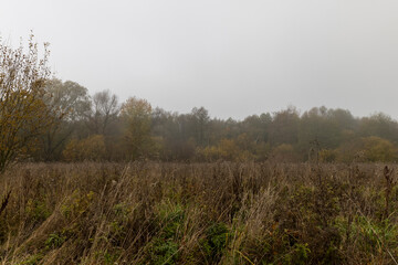 dry grass in a field in the autumn season after a cold snap and frosts, autumn nature in a forest with various trees and shrubs and grass, foggy weather and a gray dim sky