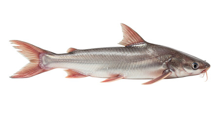 Obraz premium fresh shark catfish lying flat isolated image