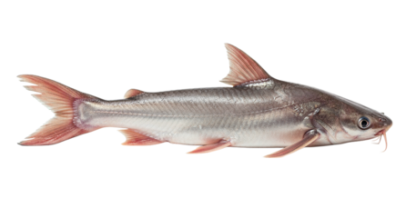  fresh shark catfish lying flat isolated image