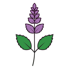 catmint flower line art on white background