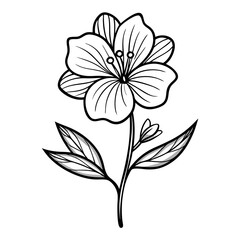 black and white flower, evening primrose flower line art on white background