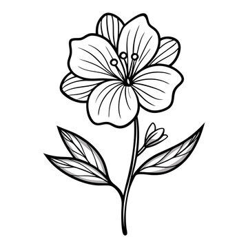 black and white flower, evening primrose flower line art on white background