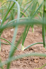green onions growing in an agricultural field, dry weather with dry soil, the need for maintenance and watering of green onions