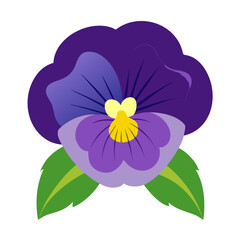pansy flower on white background