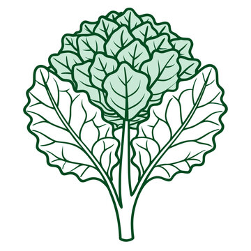 green leafy vegetable plant outline clip art preview