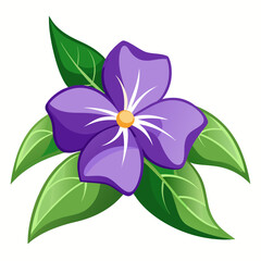 vinca flower on white background