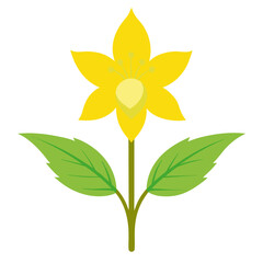 yellow archangel flower on white background