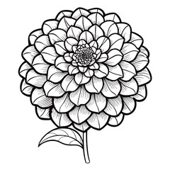 black flower on white background