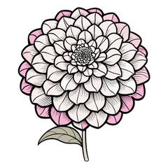 zinnia flower line art on white background