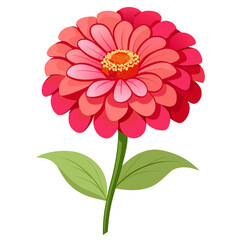 zinnia dahlia flower isolated on white