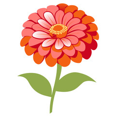 zinnia flower on white background