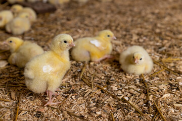 small chickens in a poultry farm on a litter of sawdust, small chickens of a meat breed, industrial chicken farming to provide meat products