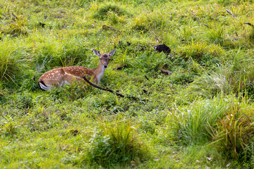 one spotted deer lies in the green grass on the territory of the zoo in a large open enclosure, a lone spotted deer while relaxing on the green juicy grass in summer sunny weather