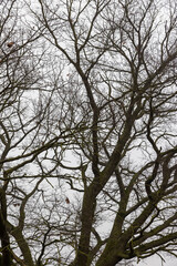 Details of an old oak tree without leaves in the autumn season , dreary autumn nature and the silhouette of an oak tree not illuminated by sunlight