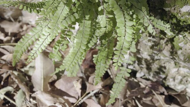 Green fern , maidenhair spleenwort