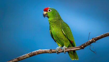 Fototapeta premium Green parrot with red forehead perched on branch against solid blue background in vivid profile