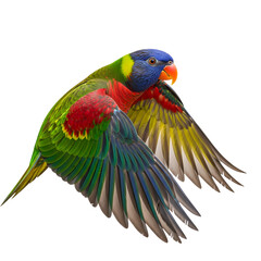 Obraz premium Rainbow lorikeet flies against transparent background with cutout effect in dynamic vibrant scene
