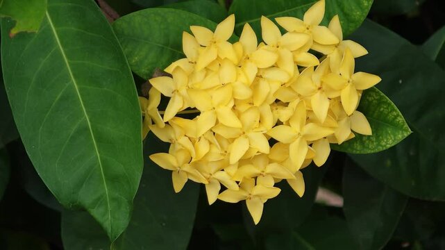 Yellow needle flowers in the garden