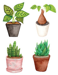 Hand-drawn of Watercolor Potted Plants Botanical Illustration