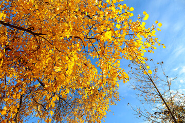 Golden leaves of autumn trees against blue sky.
