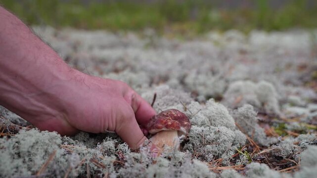 Close-up of a man hand picking a porcini mushroom from white reindeer lichen. Fingers carefully twist the stem free. Forest floor details and soft moss texture in focus.