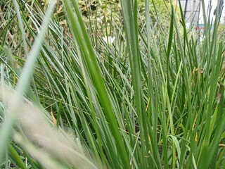 Close-Up of Green Grass Blades in Natural Garden Environment