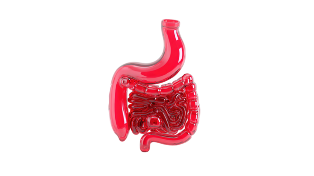 Human stomach anatomy 3d render icon in cartoon plastic style minimal isolated on transparent white background