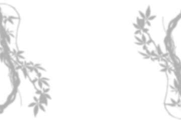 Abstract shadow from tropical plant branches on transparent background. Realistic overlay effect for photos, mockups, products. Natural light play on checkered surface.