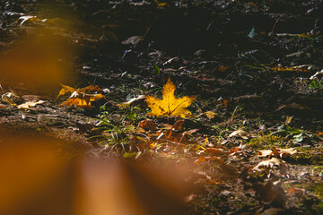 Golden Maple Leaf on Forest Floor at Golden Hour
