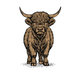 Hand-Drawn Highland Cute Cattle Illustration in Detailed Sketch Style, Ideal for Farm Decor, Animal Art