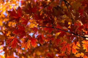 Backlit Red Maple Canopy in Autumn