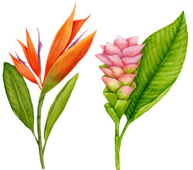 Hand-drawn of Heliconia and Curcuma Botanical Watercolor Illustration, good for card invitations and decorations.